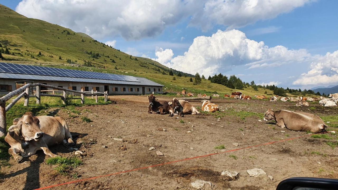 Marmot Apartment Dimaro Exteriör bild