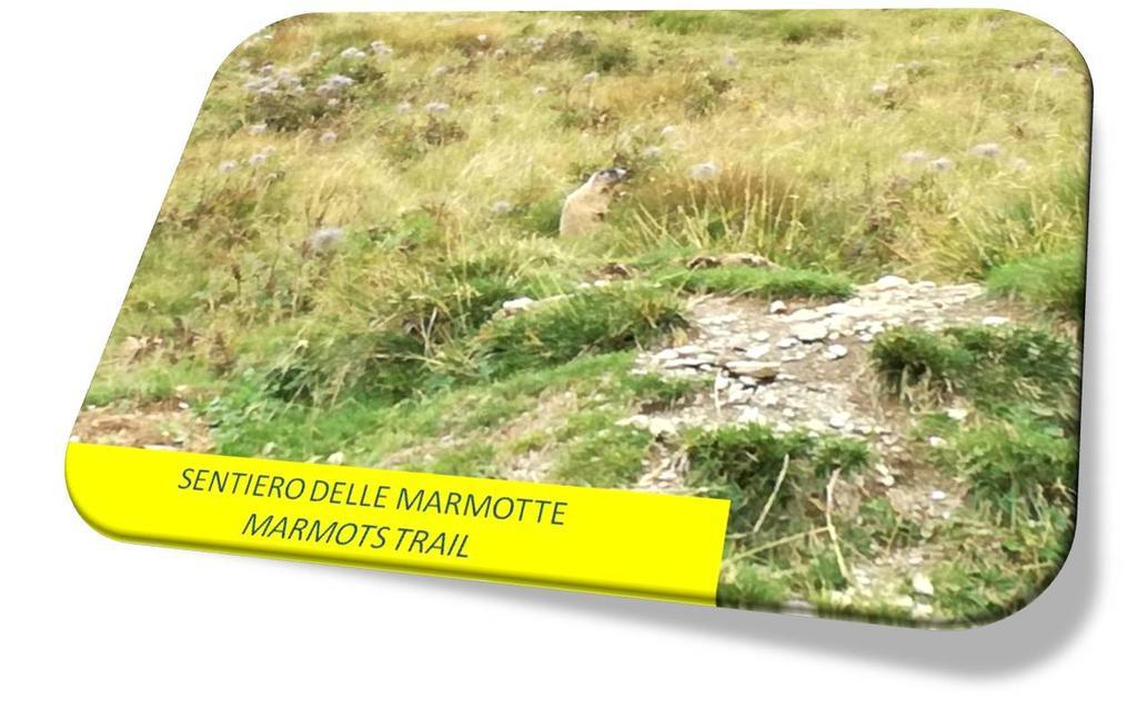 Marmot Apartment Dimaro Exteriör bild